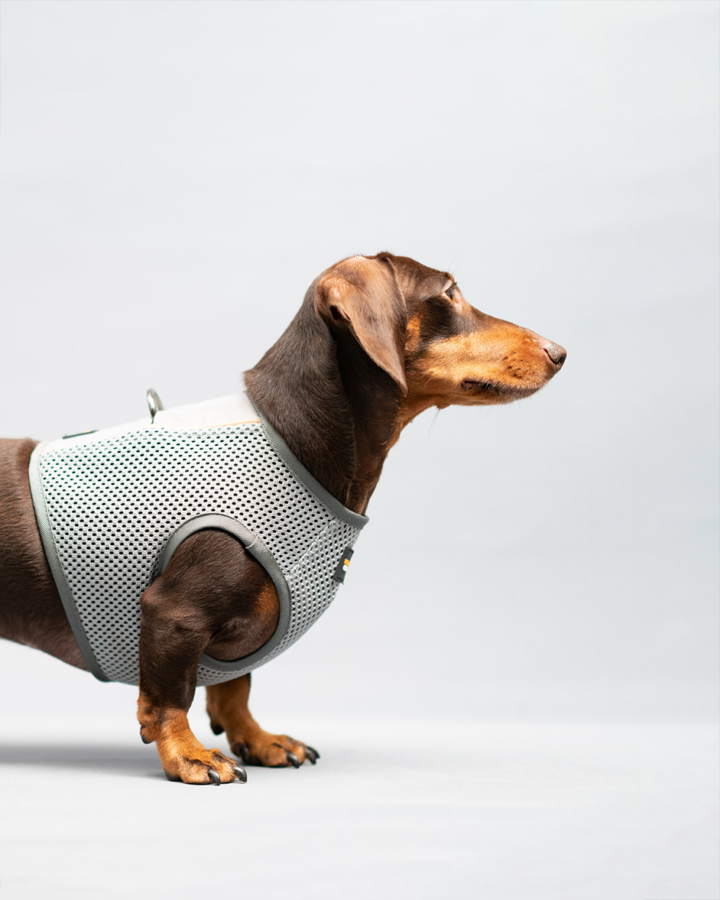 Dachshund harnesses and coats Performance, Safety, Style Wondercoat