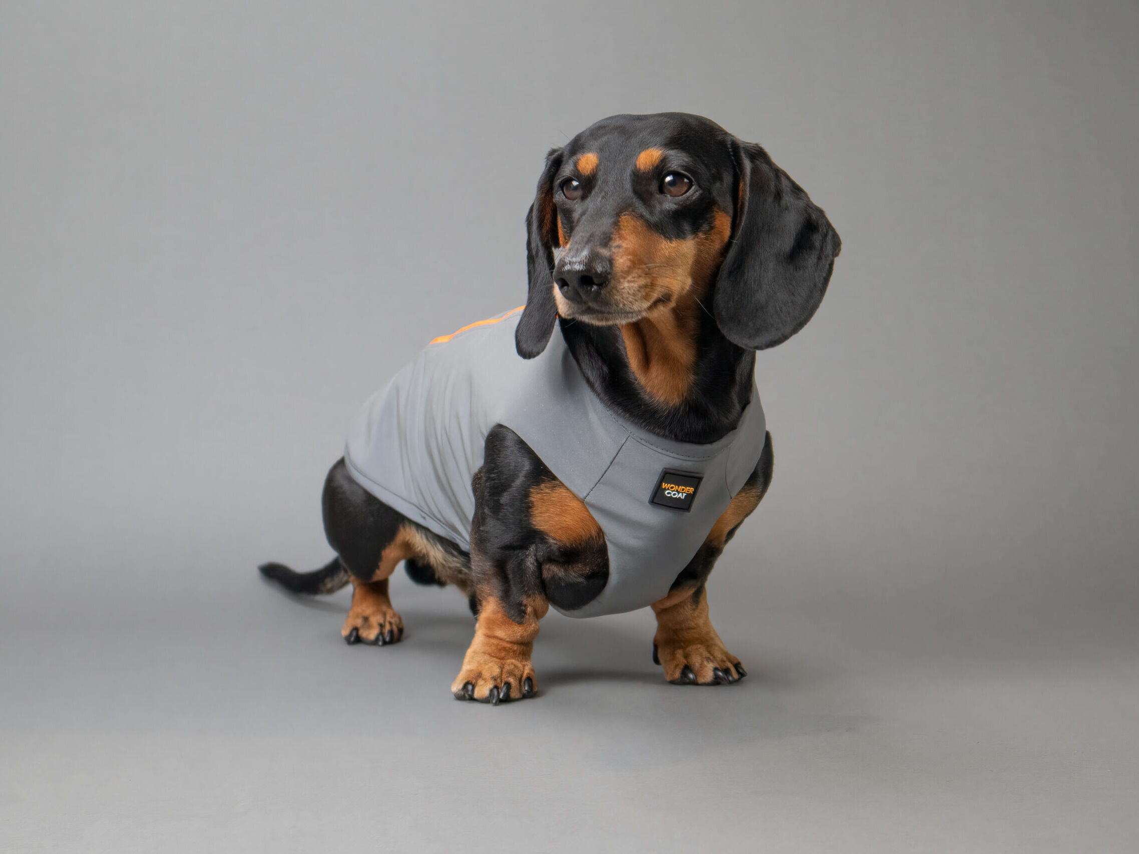 Miniature dachshund wearing Wondercoat coat with harness in silver