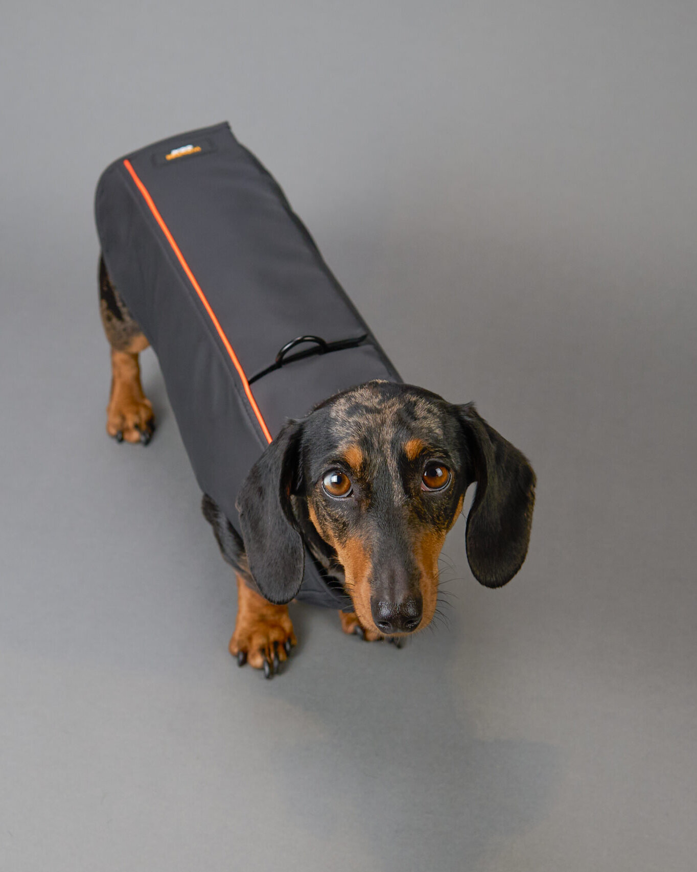 Miniature dachshund wearing a black Wondercoat coat with harness