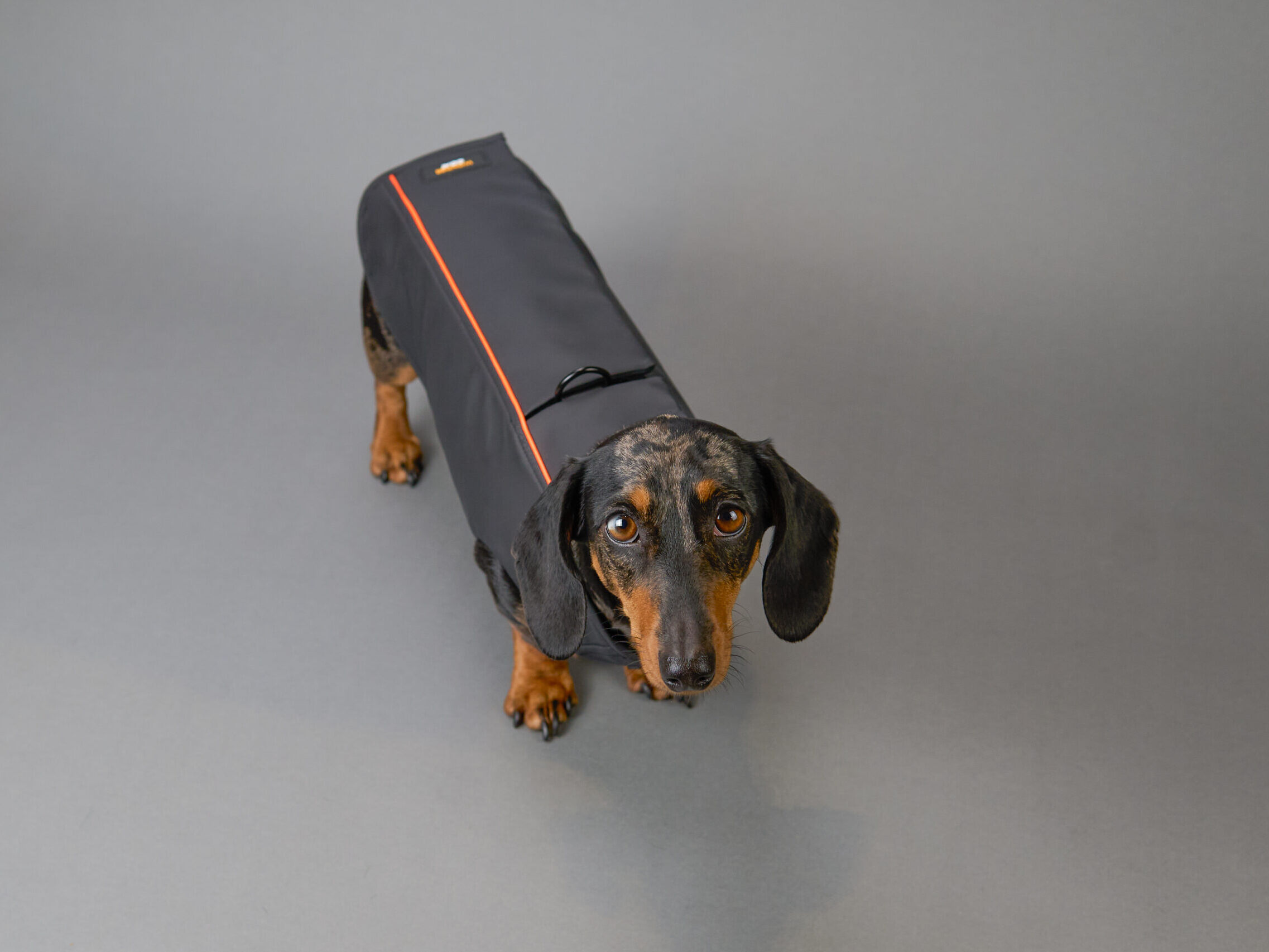 Miniature dachshund wearing a black Wondercoat coat with harness