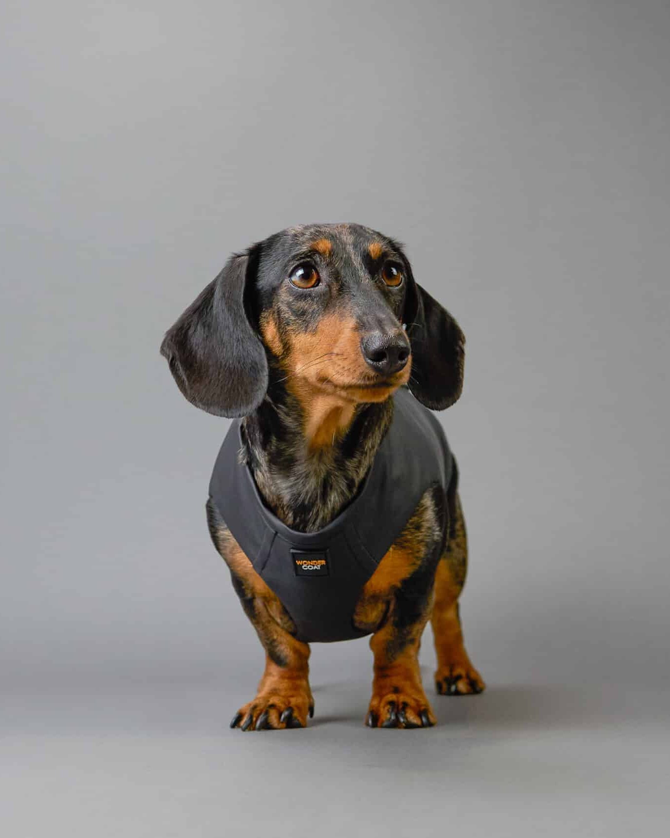 Font view of a miniature Dachshund wearing a black Wondercoat Harness coat