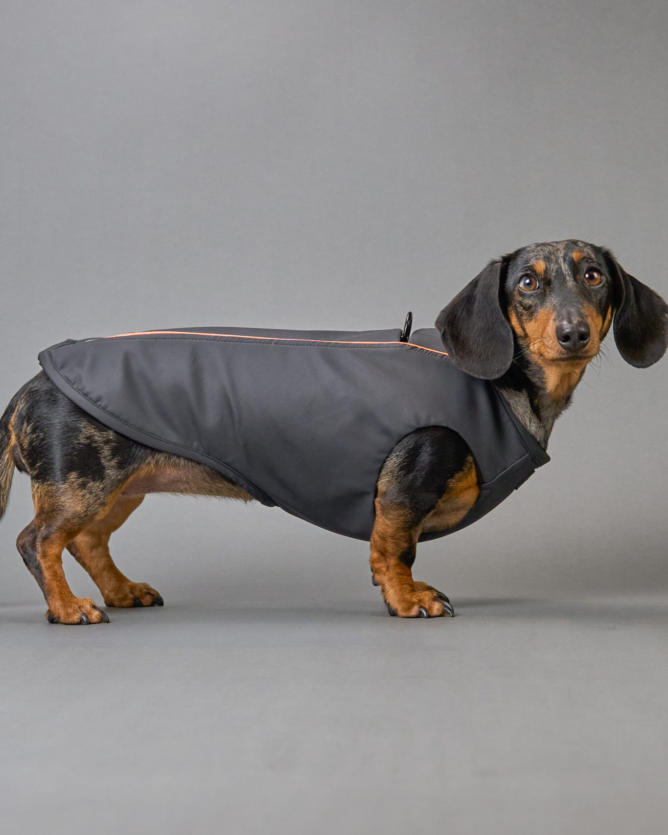 Side view of miniature Dachshund wearing the black Wonderocat Harness coat