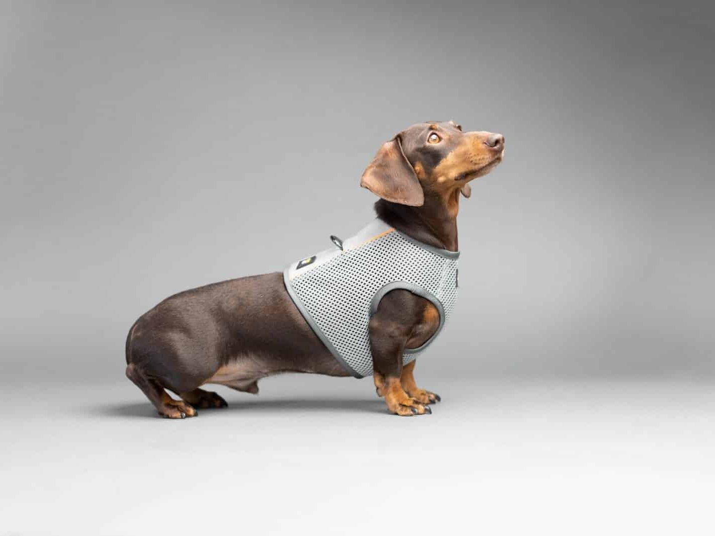 Best life sale vest for dachshunds