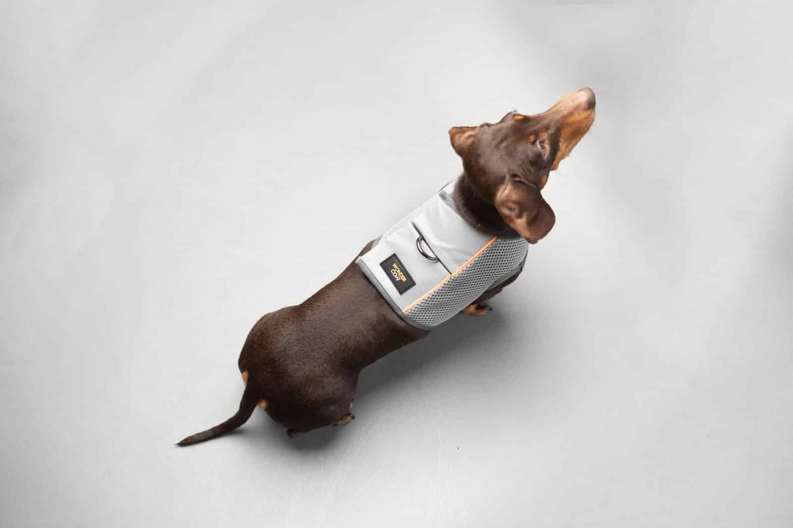 The Hug-A-Dog Harness: Inspired By Dachshunds' Unique Shape