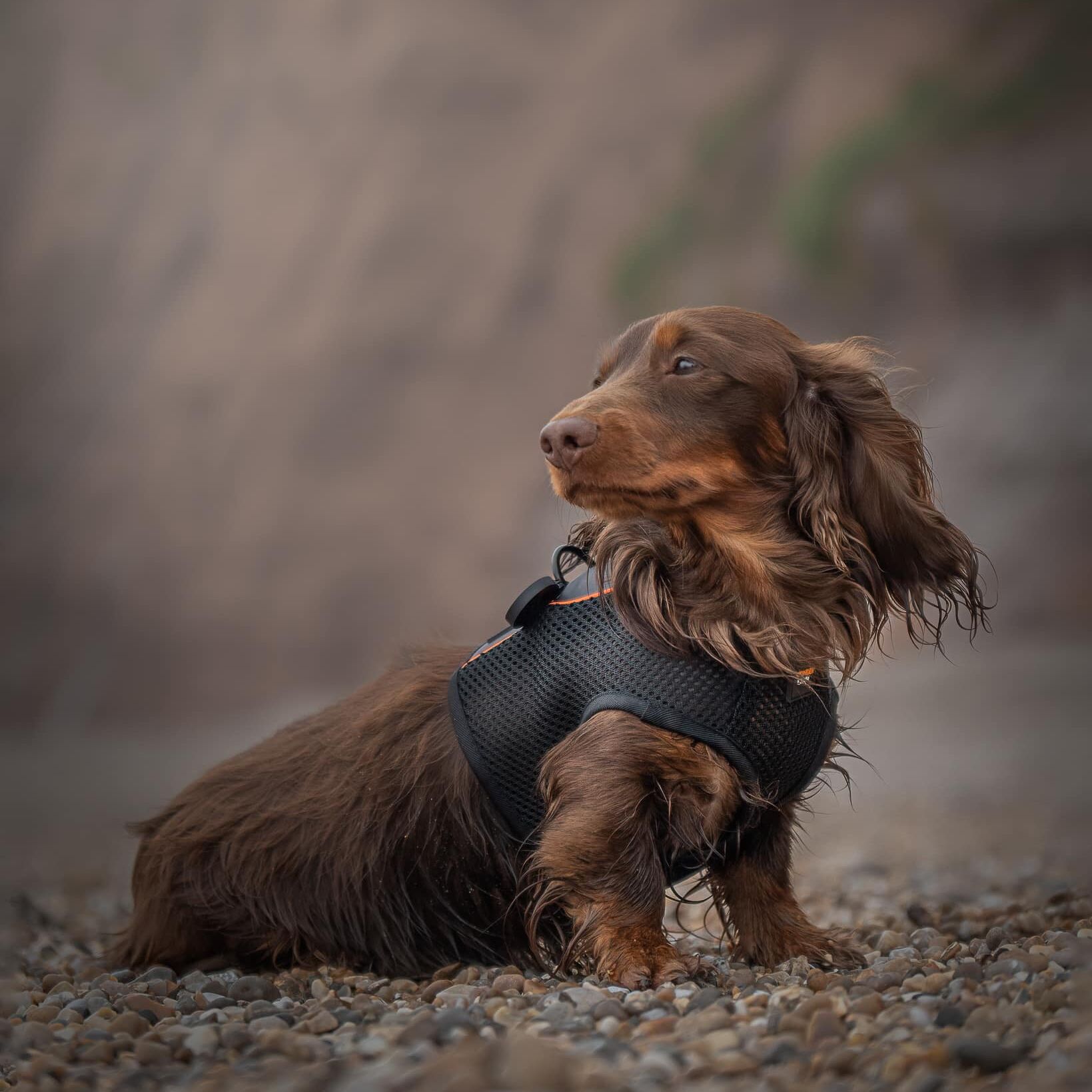 Brown Miniature Dachshund wearing Black dachshund harness