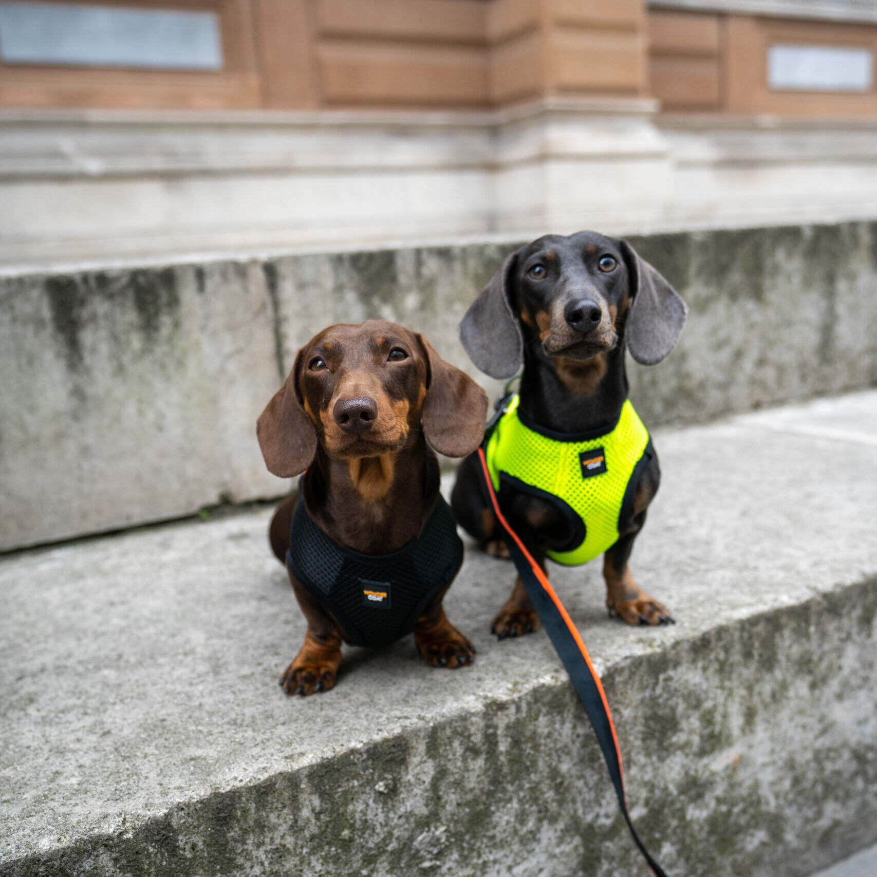 Two dachshunds wearing Wondercoat Technical fleece and harness in black and yellow