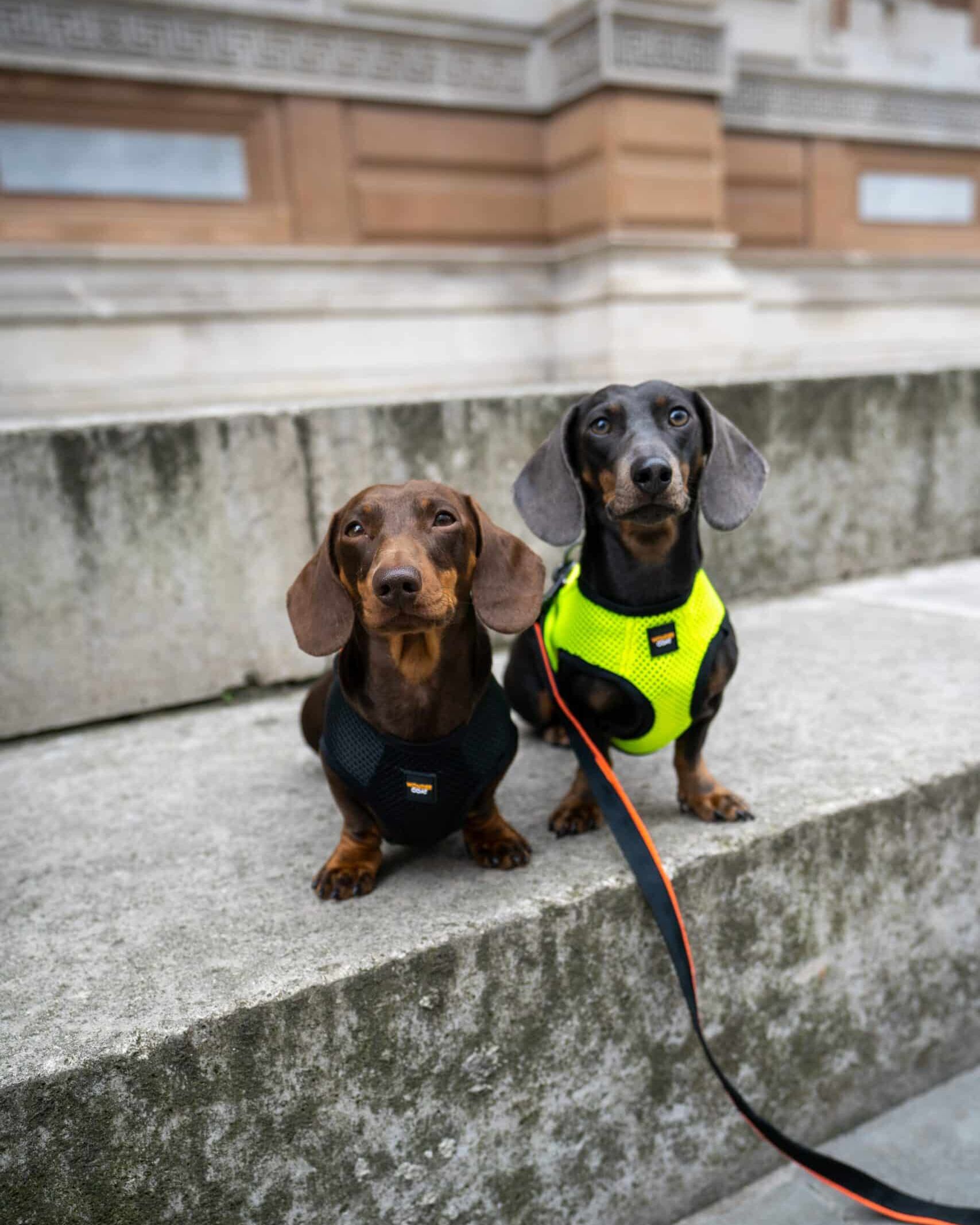 Two dachshunds wearing Wondercoat Technical fleece and harness in black and yellow
