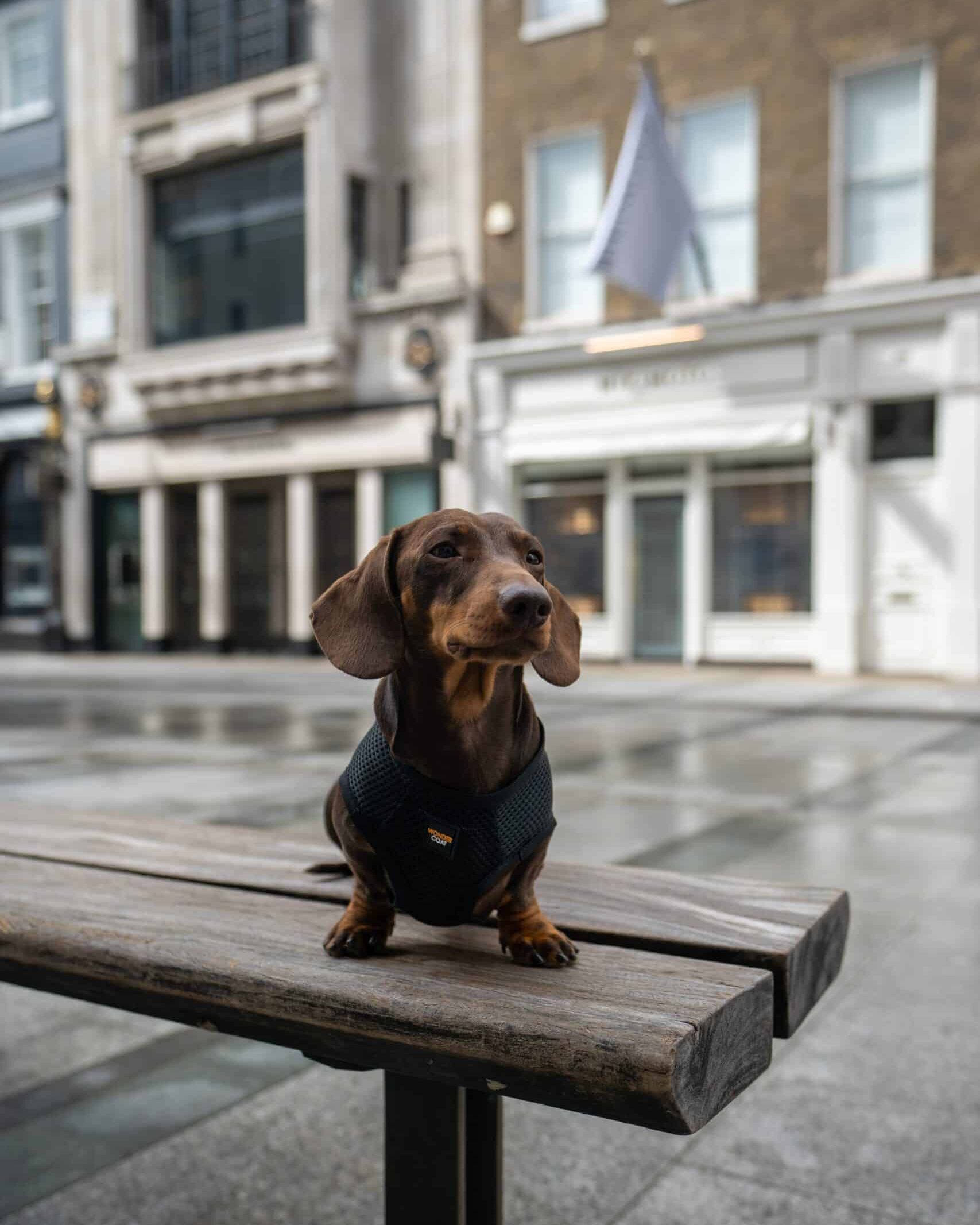 A miniature dachshund on a bench wearing a black Wondercoat harness