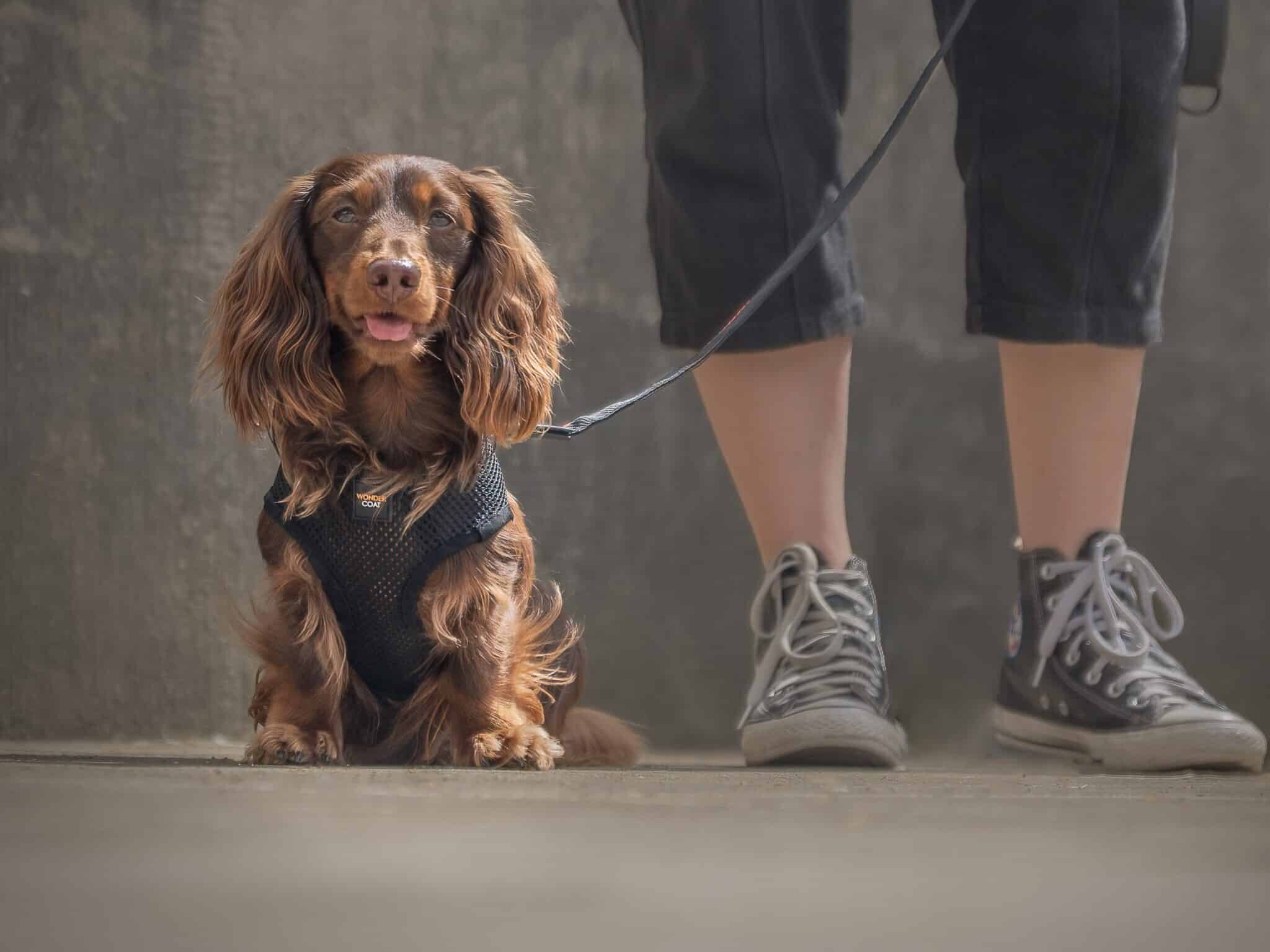 Brown Dachshund wearing black wondercoat dachshund harness
