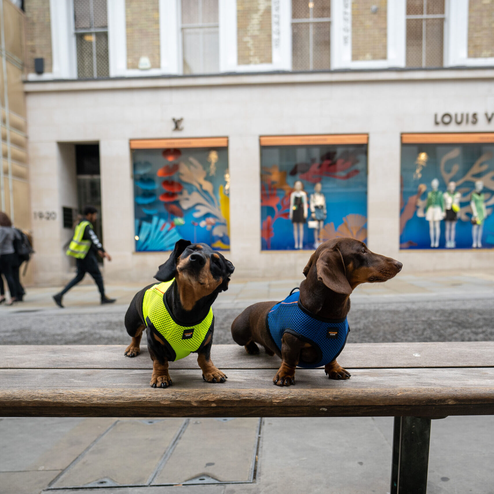 Two Dachshunds in Yellow and Blue wondercoat harnesses