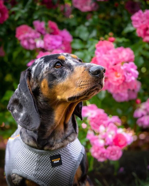 A miniature dachshund in front of flowers wearing a silver Wondercoat harness