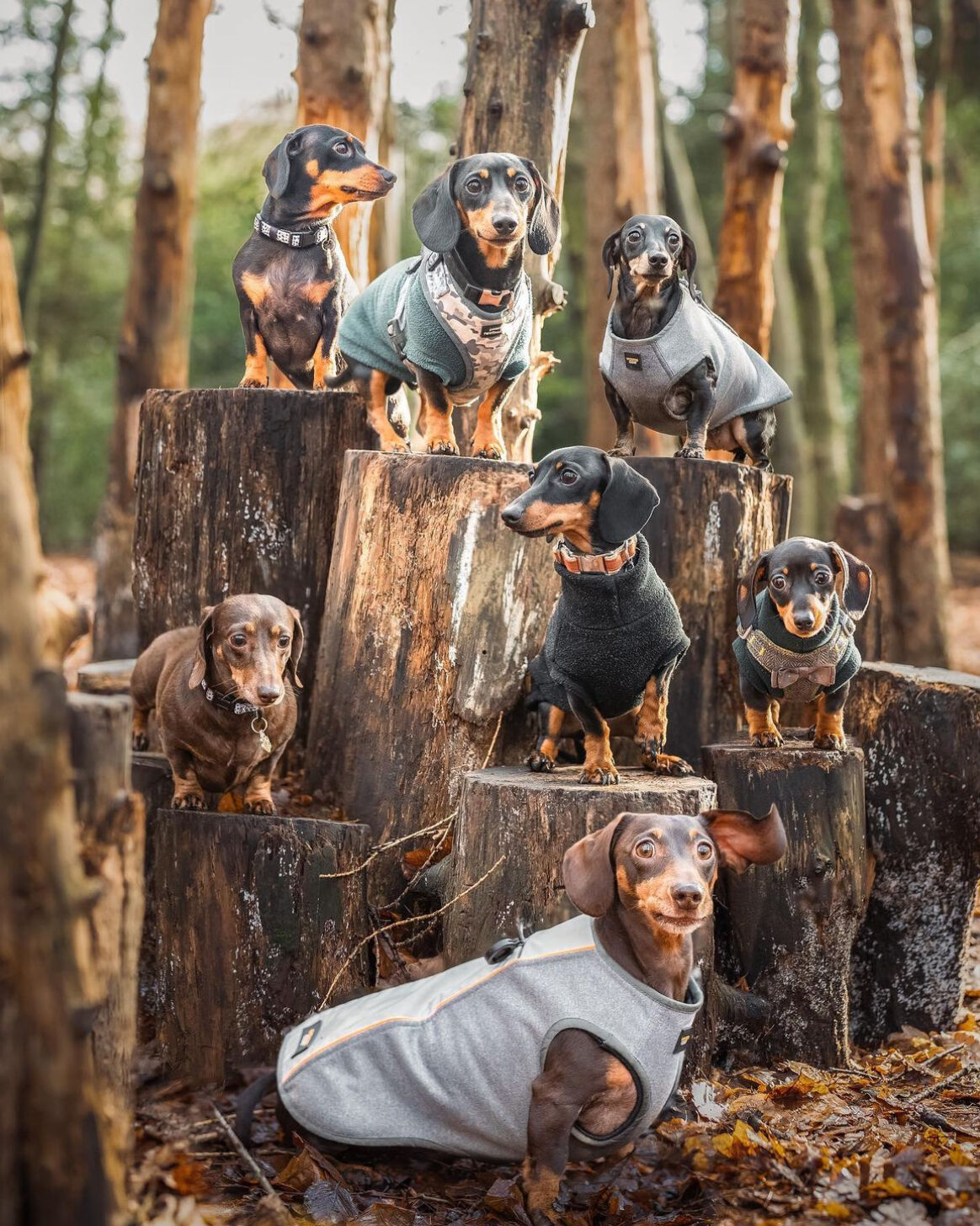 A group of dachshunds wearing Wondercoat Technical fleeces in silver