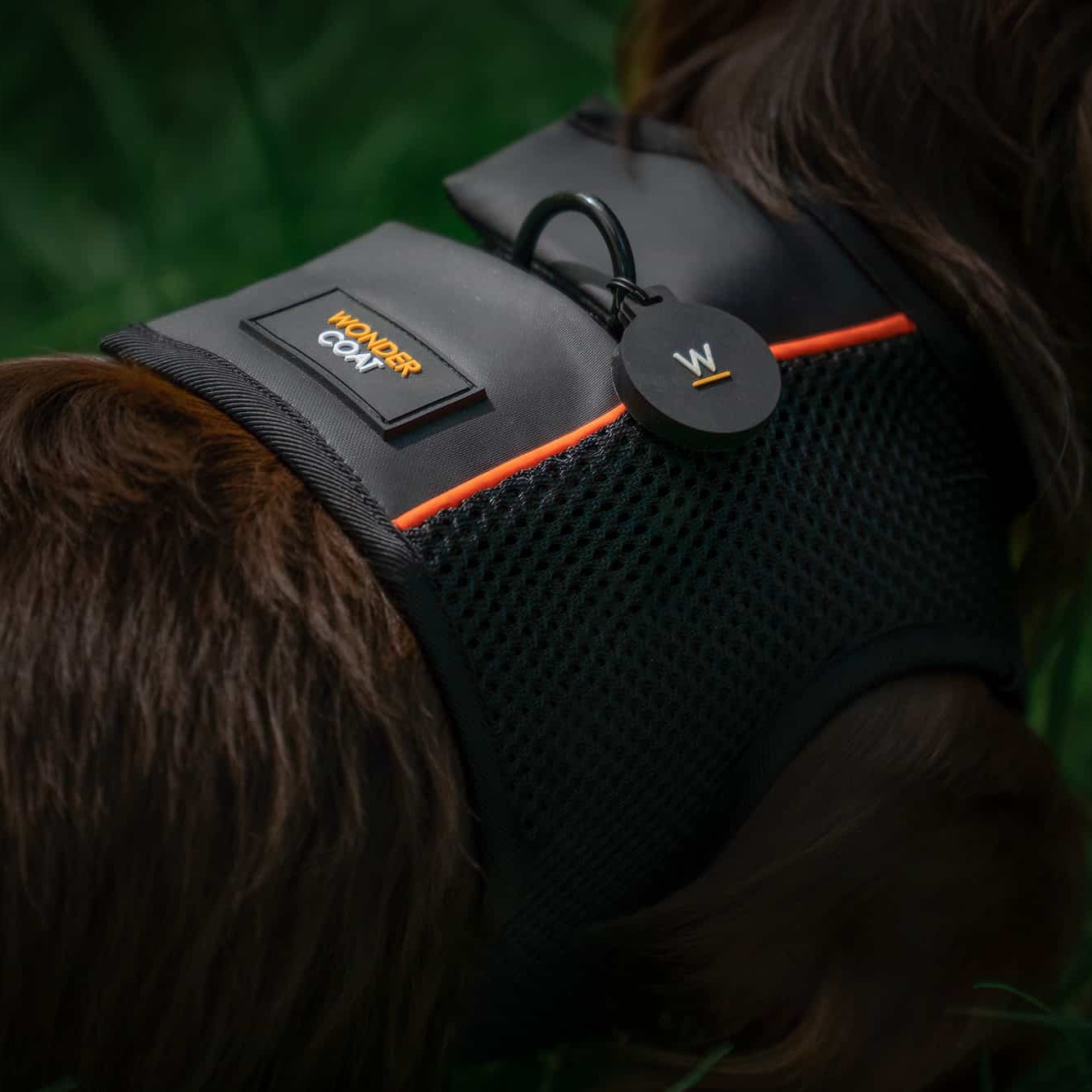 Long haired Dachshund wearing Black Wondercoat Harness with ID Tag