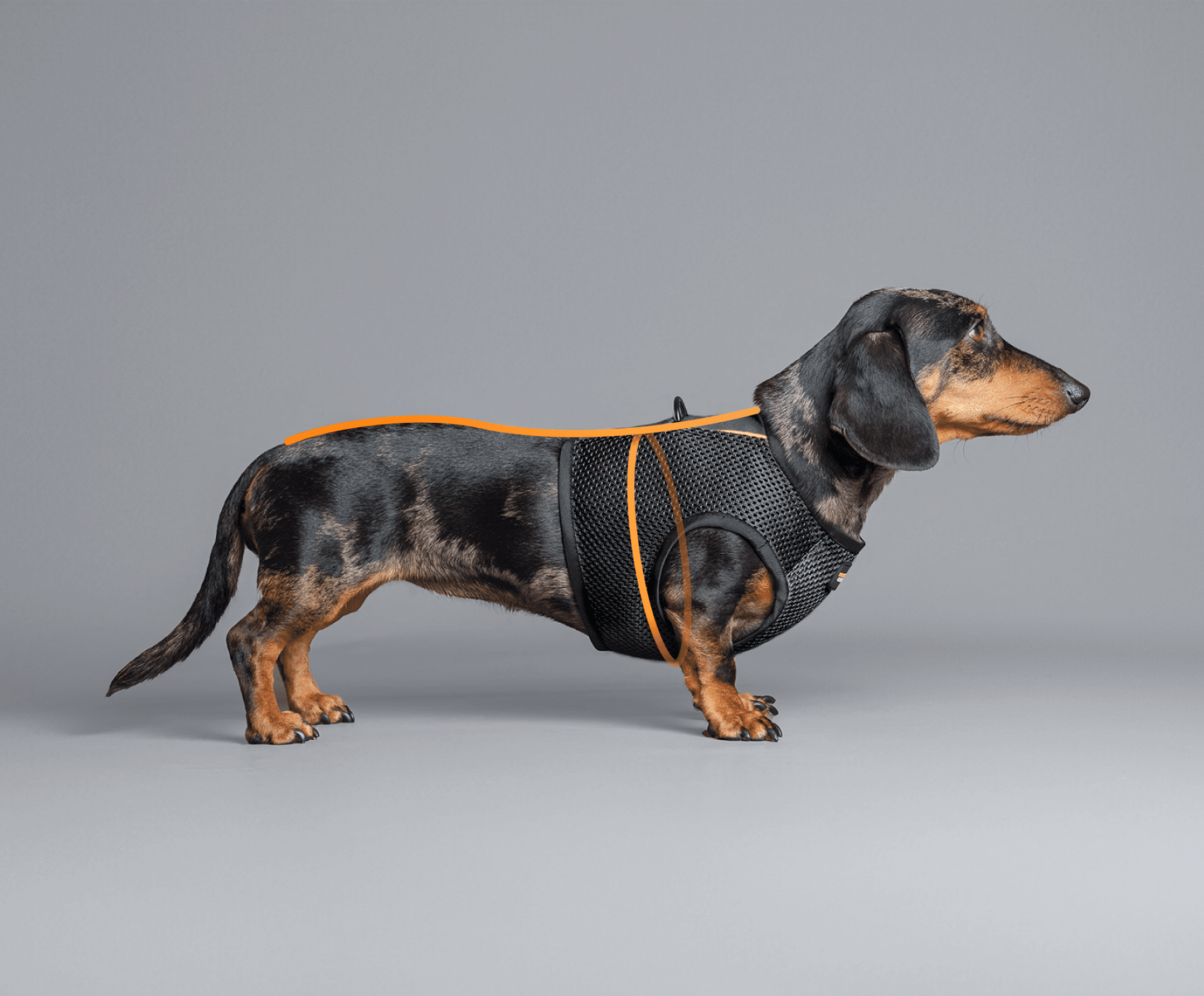 Wondercoat fitting guide Dachshund fitting guide