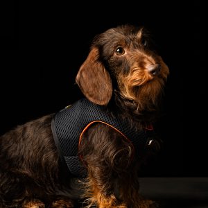 Harness Lite